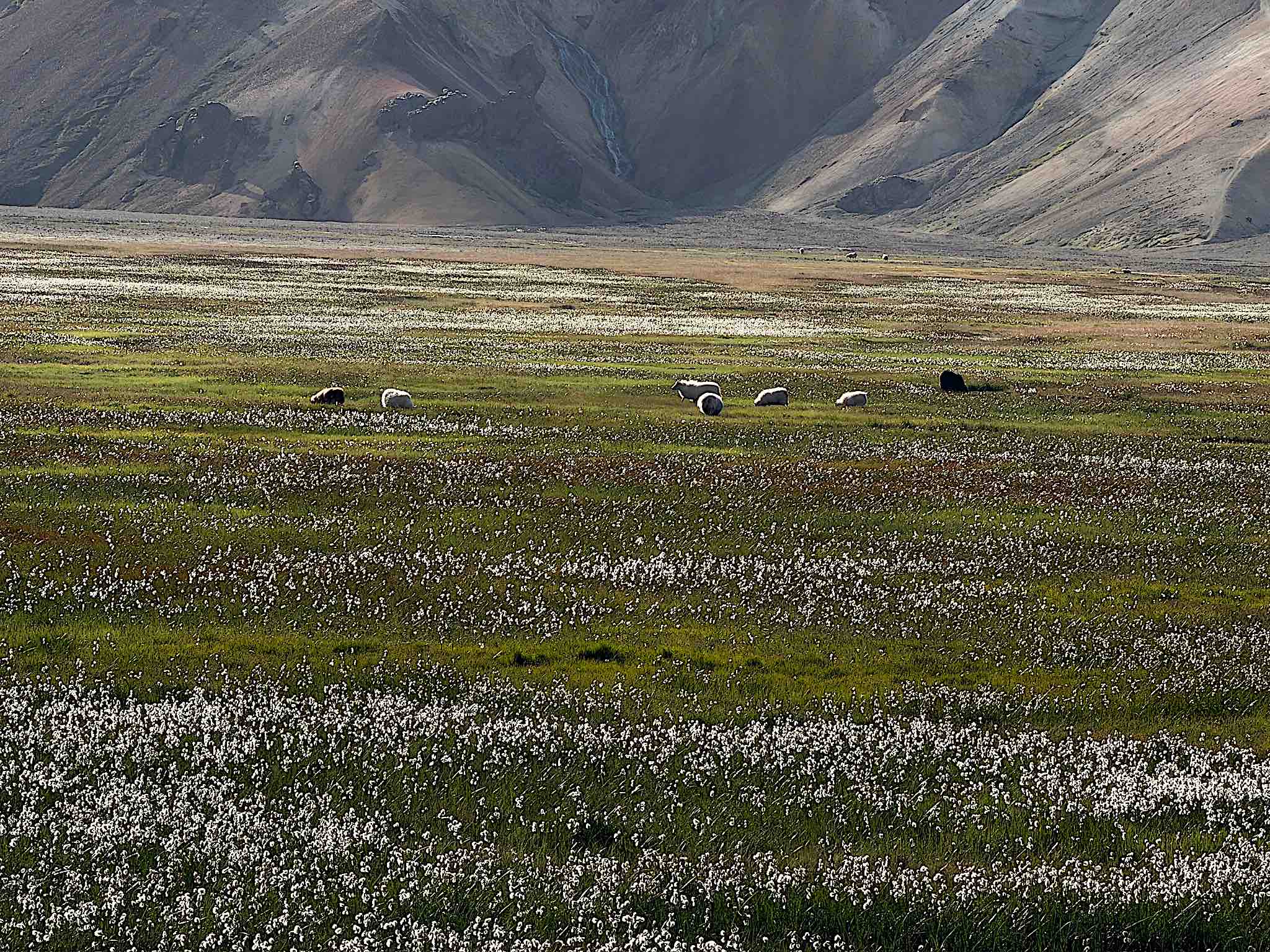 Cotton grass and sheep in the Highland valley below the mountains