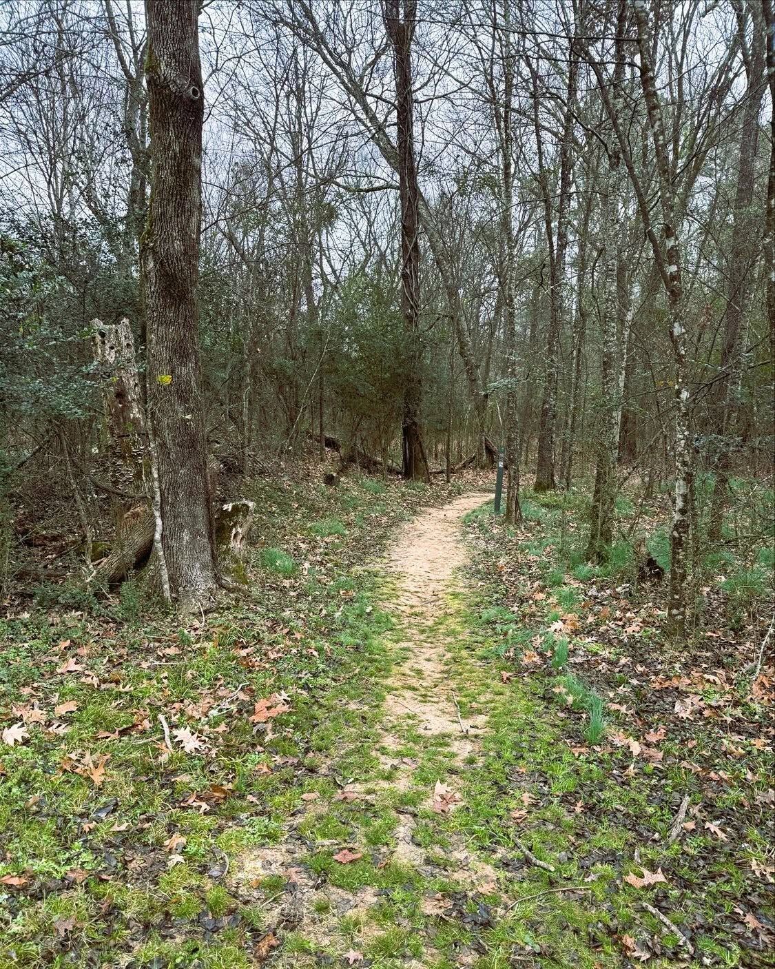 Singletrack trail through the woods at Warner Parks in Nashville