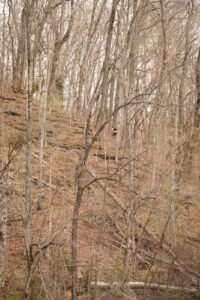 Music City Trail Ultra 2026 photo 101