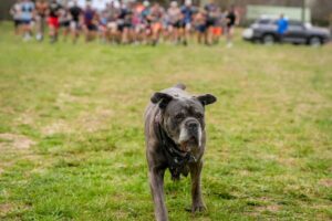 Music City Trail Ultra 2026 photo 153