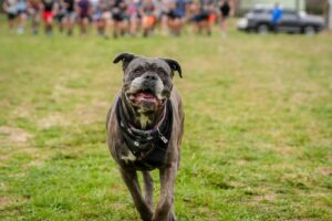 Music City Trail Ultra 2026 photo 154